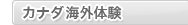 �J�i�_���w�l�C�̓s�s