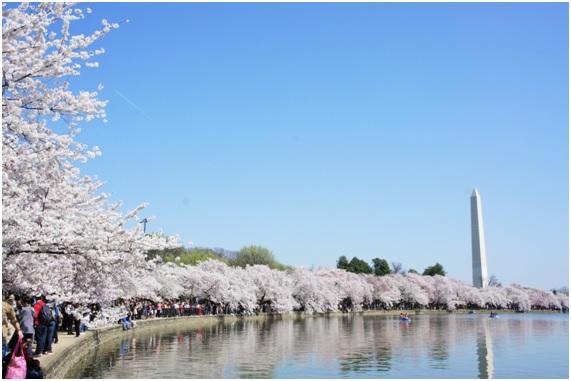 ボストンから飛行機で1時間半、ワシントンの桜フェスティバルは必見！