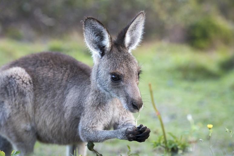 カンガルーになってロンドンに行ってみよう！