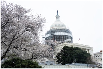 アメリカ合衆国議会議事堂とソメイヨシノ