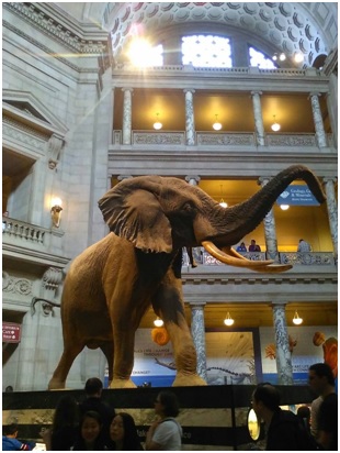 スミソニアン国立自然史博物館