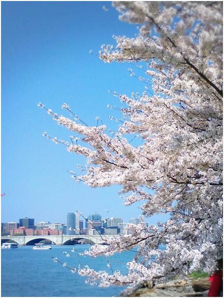 ボトマック川沿いの桜並木