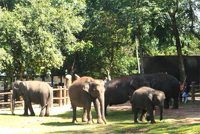 親とはぐれた子象たちが暮らす象の孤児園