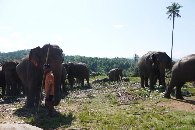 広大な土地で草を食べる象たち