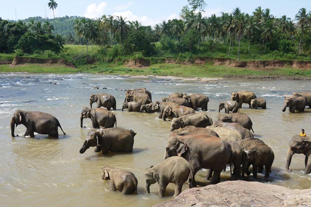 壮大なジャングルに美しくマッチングする象の水浴び風景