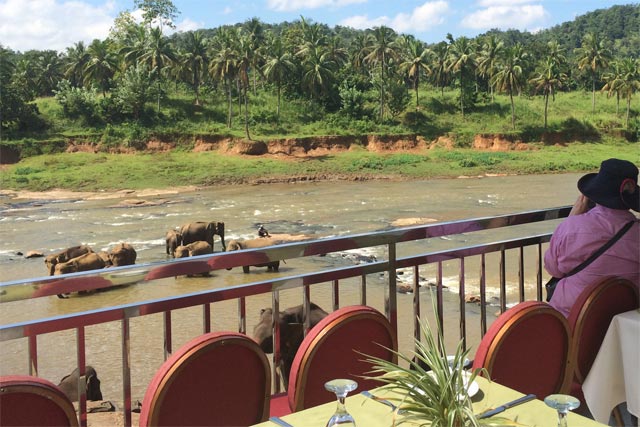 高台のレストランからも象の水浴びを眺めることができる