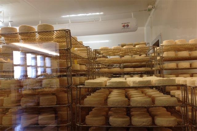 エポワスを代表するウォッシュ系のチーズを製造する過程が