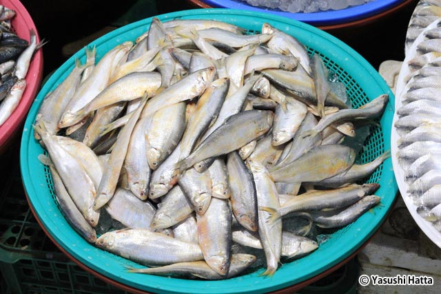 名産のペンデンイという魚。刺身、焼き魚でも美味しい