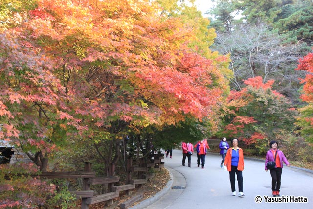 いつ訪れても気持ちのよいお寺だが、紅葉の季節は抜群