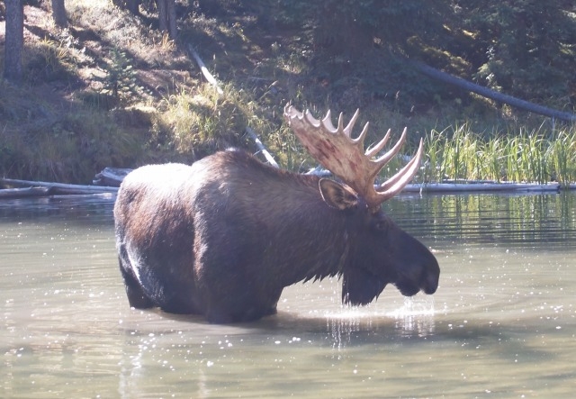 野生のムースに出会える カナダ ジャスパー国立公園 成功する留学