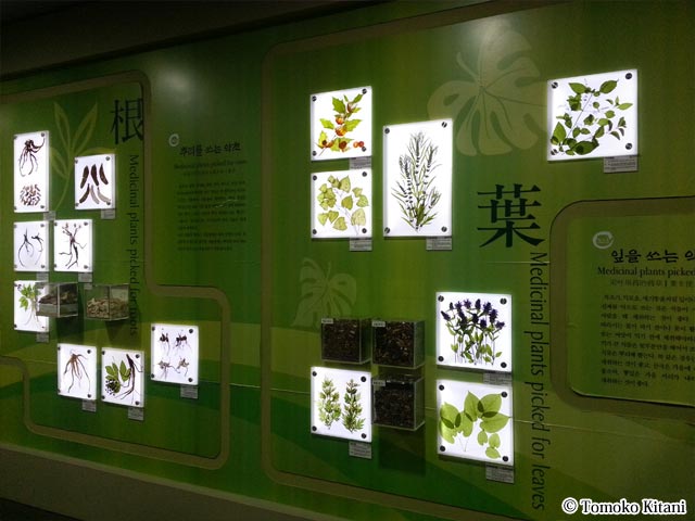 植物や鉱物、動物などの韓方薬剤を展示、説明するコーナー