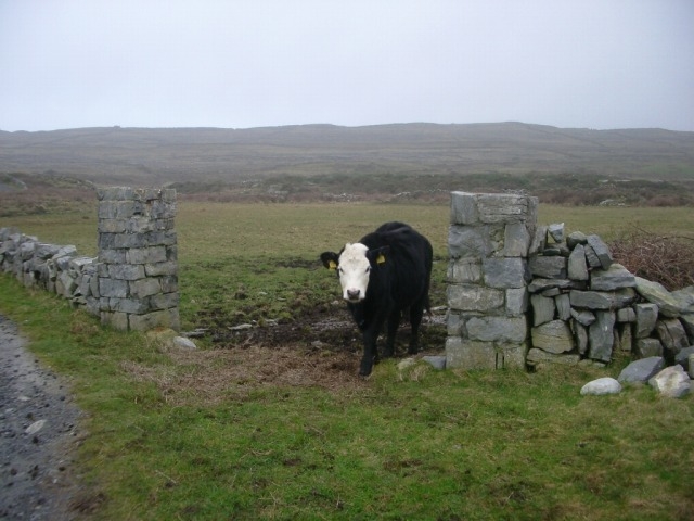 アイルランドらしい風景