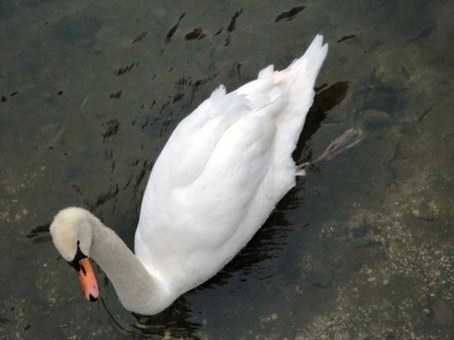 白鳥が出迎えてくれることもあります