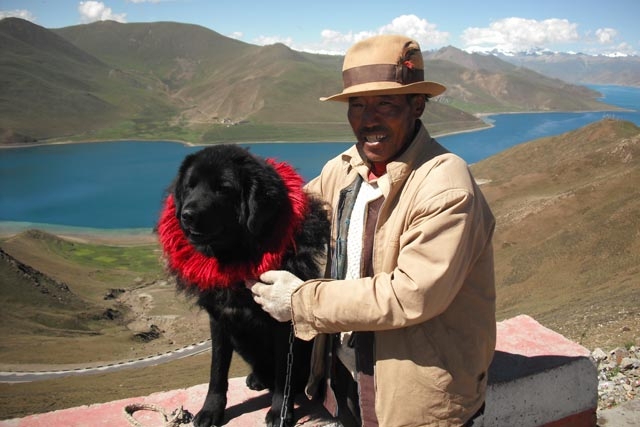 チベタン・マスティフ（チベット犬）