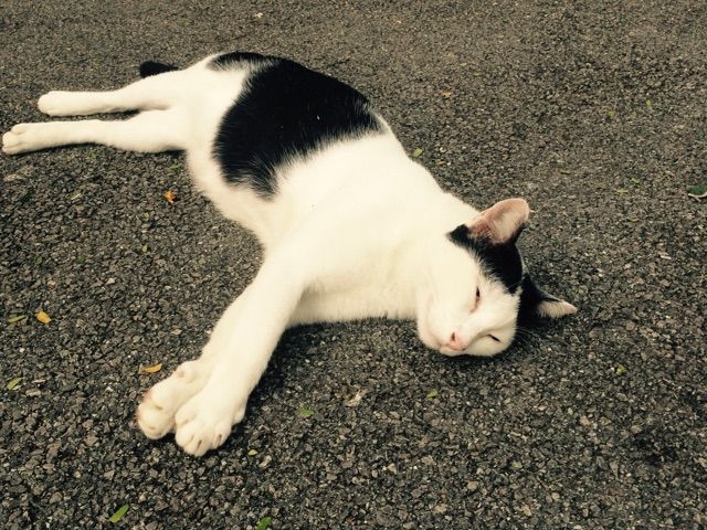 ルンピニー公園の猫