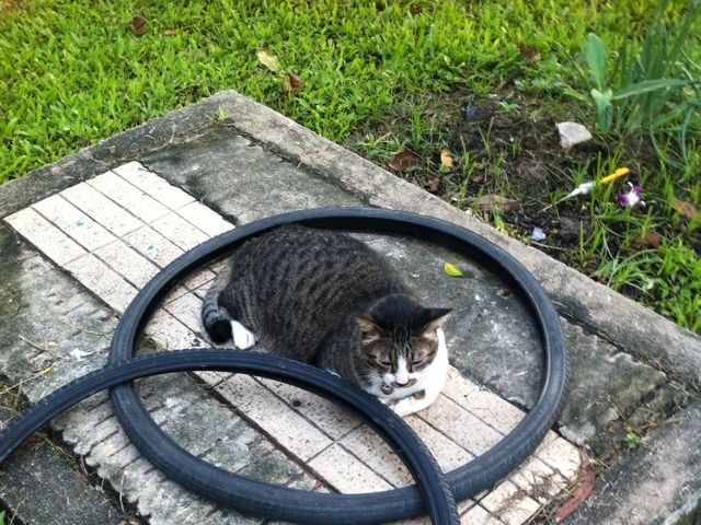 タイヤの輪の中に入る猫