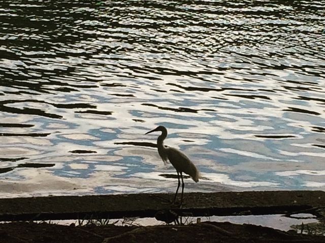 野生の鳥