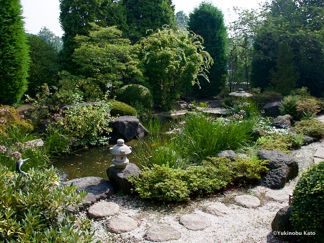 錦鯉が泳ぐ日本庭園