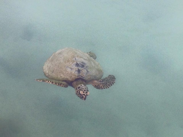 ウミガメがお出迎え