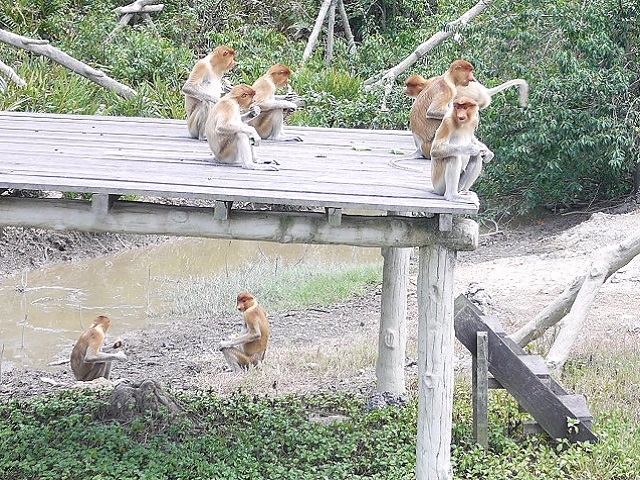 餌がまかれたプラットホームの上で食事中のテングザル