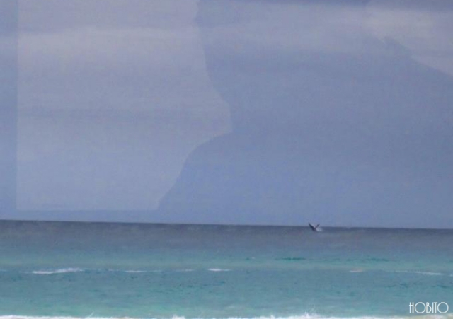 窓の外にはクジラ