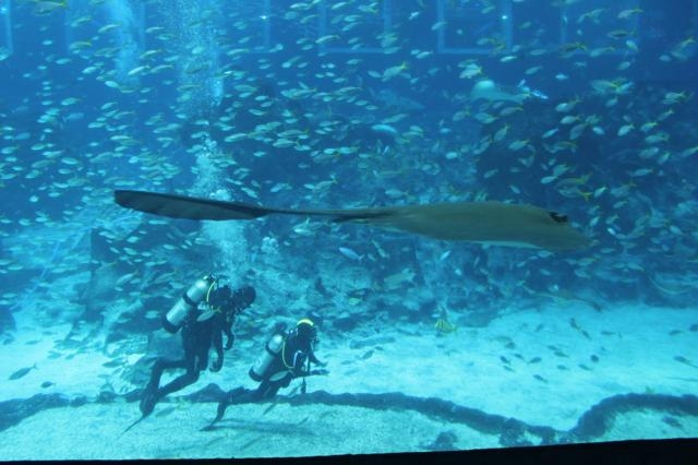 美しい光に照らされた魚たちの群れ