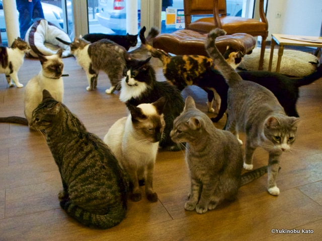 エサの時間にはすべての猫が集まってくる