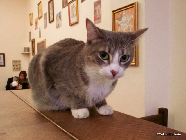 猫が快適に過ごせるよう定められたルールがあります