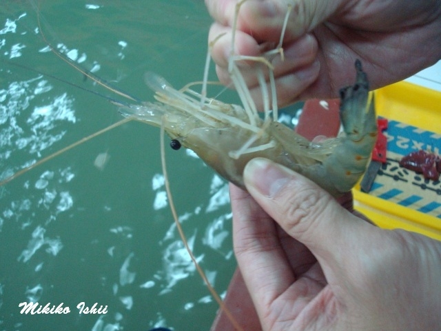 釣れたエビは針を取って網の中に入れてください。