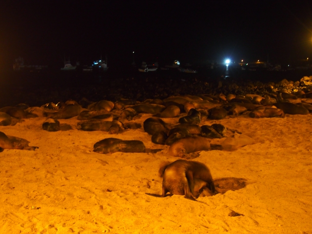 夜になると岸にはたくさんのアシカたちが大集合