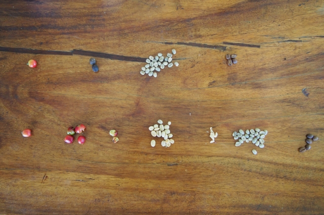 加工段階によって姿を変えるコーヒー豆