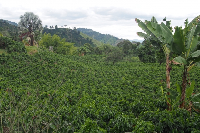 広大な面積を誇るコーヒー農園