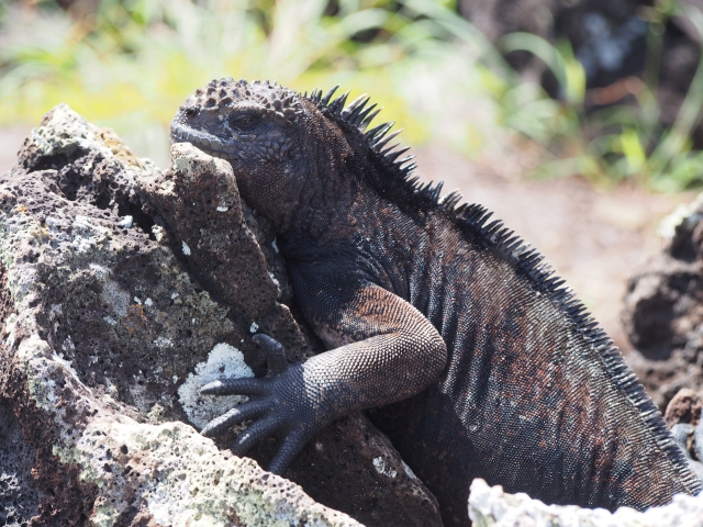 アシカ同様、島内でよく見かけるガラパゴスウミイグアナ