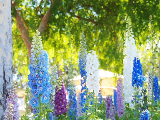 様々な種類の花を楽しめる