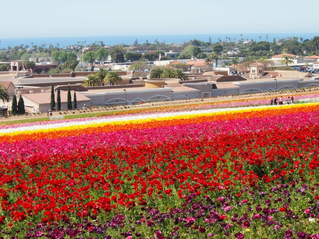 カリフォルニアのお花畑 一面に広がる広大な花畑と青い水平線にうっとり 成功する留学