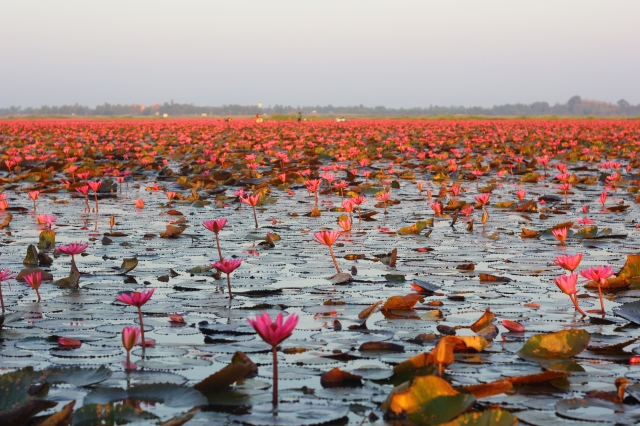 紅い蓮が湖一面を赤く染める。見頃は12月〜2月まで