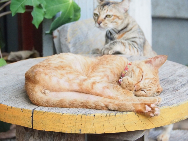 昼間は猫も人もお昼寝