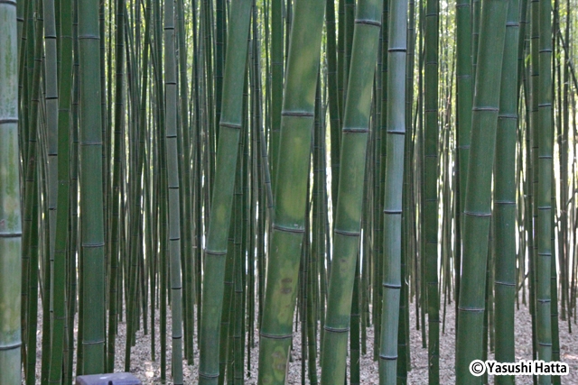 韓国語で竹のことはテナムと呼ぶ。韓国では蔚山市と潭陽郡が有名