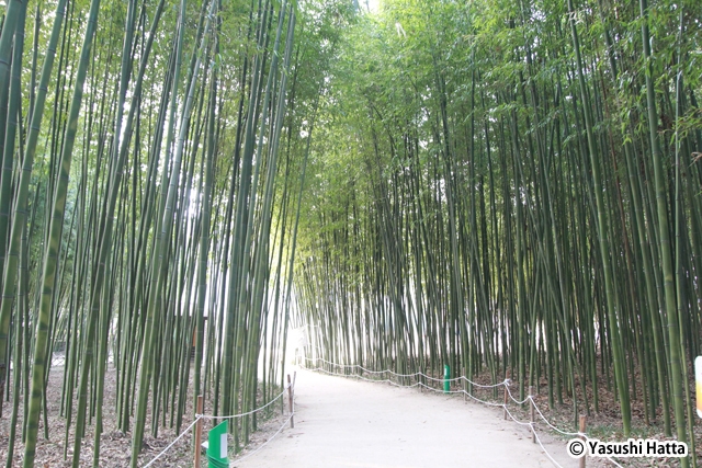 蔚山市の太和江沿いには広大な竹林があり竹林浴を楽しめる