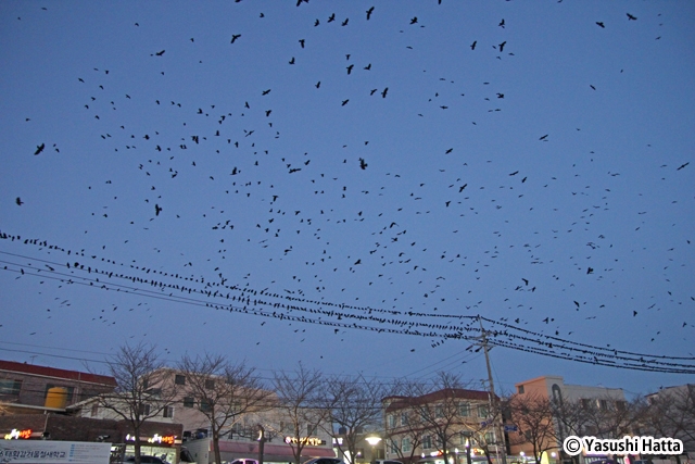 カラスたちは日中エサ取りに出かけ、夜になると竹林の巣に戻る