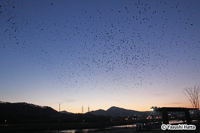 カラスは竹林の上をぐるぐる回り完全に日が暮れてから巣へ入る