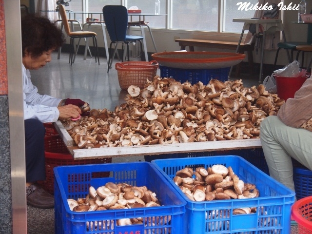 關子嶺温泉では椎茸栽培も有名