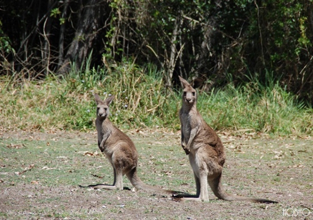 カンガルー1