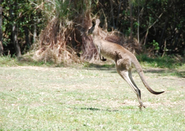 カンガルー2