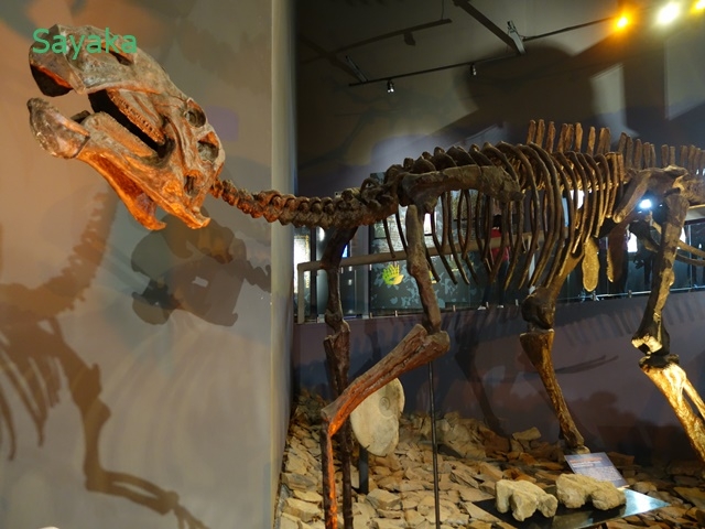 サビノサウルス（クリトサウルス）