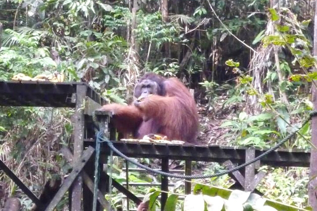 大自然に恵まれたマレーシアはボルネオ島のコタキナバル