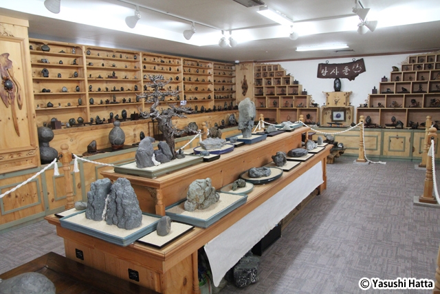 石はすべて亭子港で採集したもの。きれいに磨いて展示されている