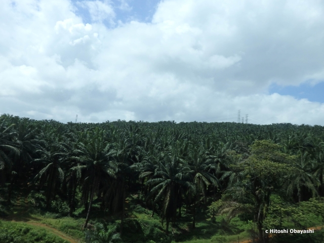 マレー半島を覆うヤシの熱帯雨林