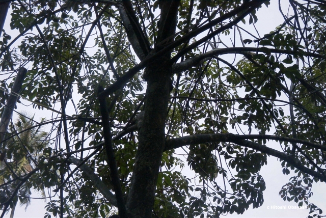 マレー半島に植林されたゴムの木