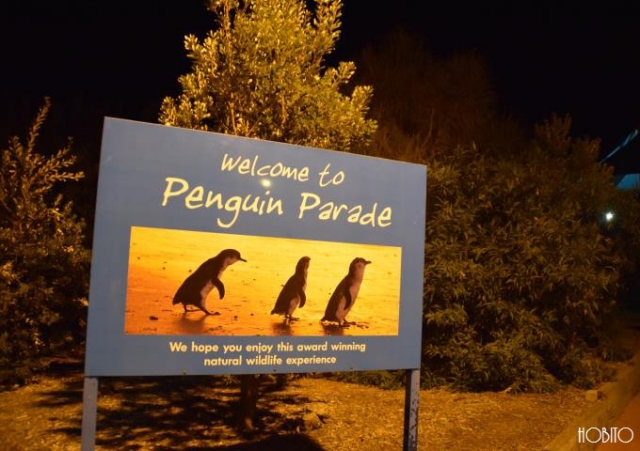 ペンギンの大行進が見れるペンギンパレード